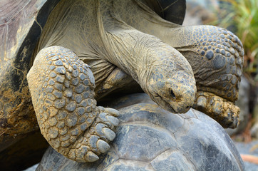 Two Galapagos tortoise mating