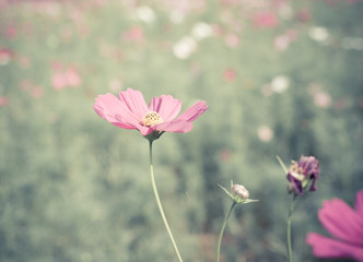 Obraz na płótnie Canvas Pink cosmos flowers in the garden with retro filter effect