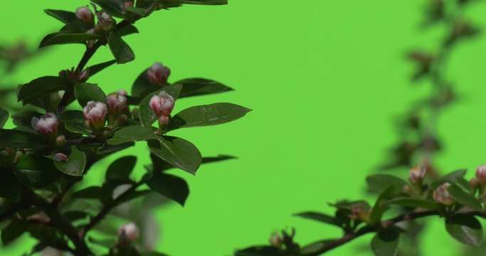Green branch with unopened flower bud Green plants bushes grass leaves flowers branches of trees on chromakey green