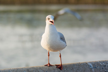 alone seagull