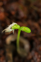 Green growing out of soil