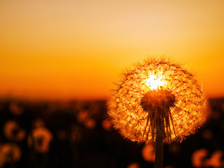 Dandelion At Sunset Like A Light Bulb
