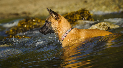 Belgian Malinois in a ocean wave