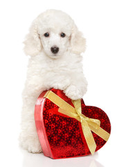 Poodle puppy with valentine heart