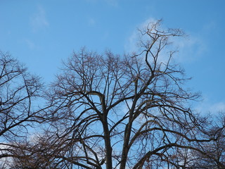 Fototapeta na wymiar Winterlicher Baum vor strahlend blauem Himmel