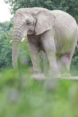 Fototapeta premium Calm African elephant resting at bushy land background
