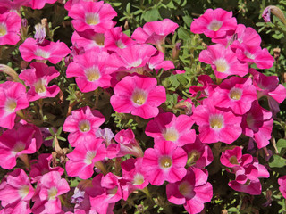 Petunien - Petunia