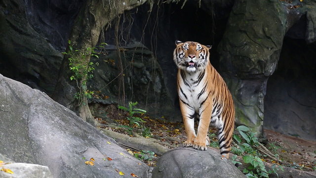 Tiger in teh zoo - Chonbiri , Thailand