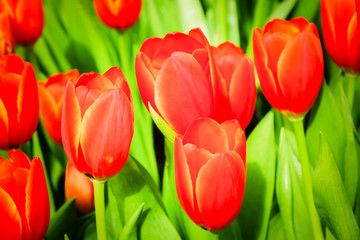 Beautiful bouquet of tulips with filter effect retro vintage sty