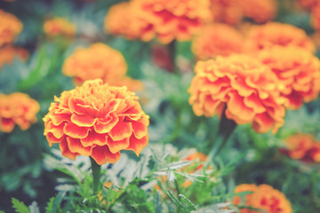 Fototapeta premium flowers with filter effect retro vintage style