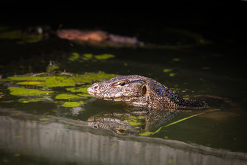 Water monitor live habitat where is water ,lake and river. Outdo