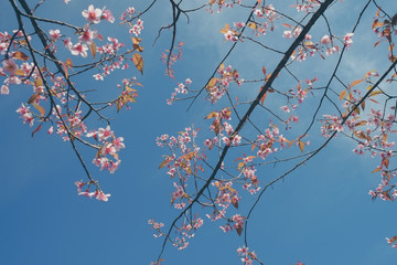 Wild himalayan cherry flower with filter effect retro vintage st