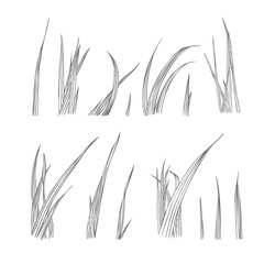 Collection of linear grass