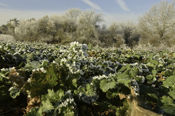 Culture de colza en hiver