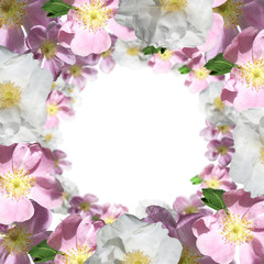 Obraz na płótnie Canvas Floral background. Dogrose 