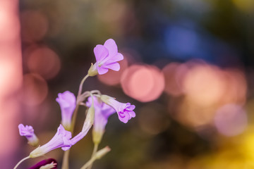 Pink and purple flowers - Stock Image 