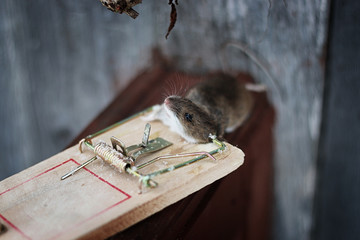 mouse in a mousetrap