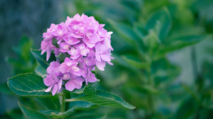 Fototapeta premium hydrangea flowers in soft and blur style - Stock