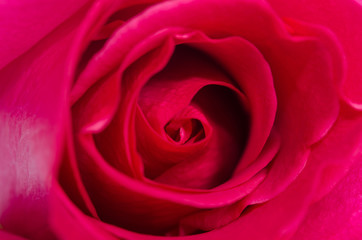 Fototapeta na wymiar Beautiful red rose background