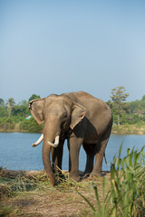 Fototapeta premium Elephants eat grass