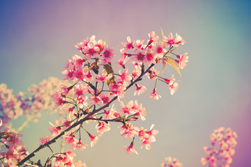 Wild himalayan cherry flower with filter effect retro vintage st