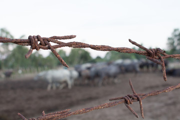 Standing Buffalo cluster is surrounded by a barbed wire stables at.