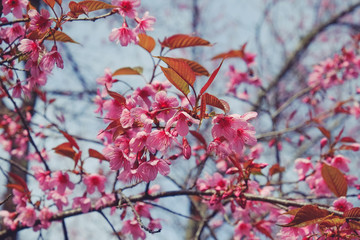 Wild himalayan cherry flower with filter effect retro vintage st