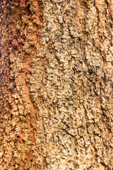 bark of tree