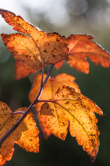 Liście w pięknych jesiennych barwach, klon jawor Acer pseudoplatanus