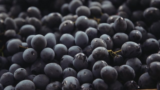 Dark blue grapes. Bunches of grapes