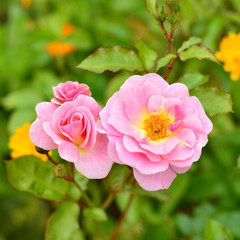 Flowers Pink Rose