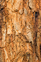 bark of tree