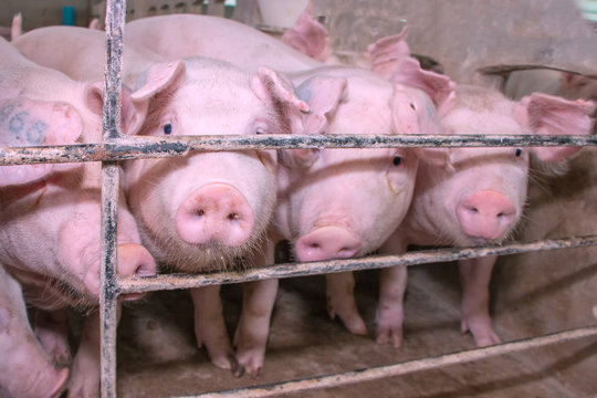 young pink pigs at farm