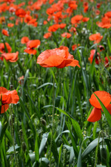 Klatschmohn