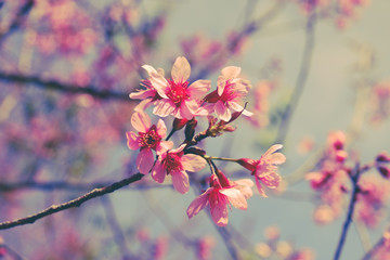 Wild himalayan cherry flower with filter effect retro vintage st