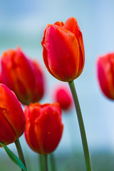 Fototapeta premium subtle red tulips bloomed in early spring in a city Park, closeup shot