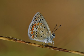 Lycaenidae - Çokgözlü Mavi - Polyommatus icarus