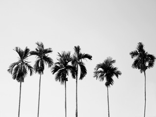  Coconut palm trees