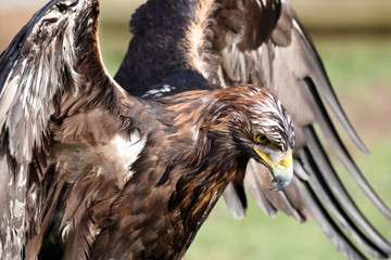 Adler