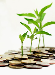 Fototapeta na wymiar plant growth on the money