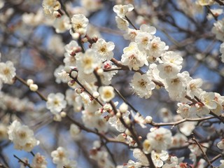 満開の白梅