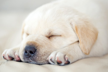 labrador puppy