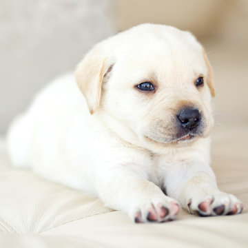 labrador puppy