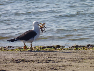 seagull has just catched a crab