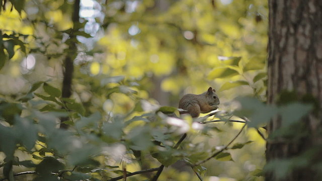 squirrel gnaws a nut