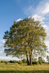 Fototapeta na wymiar Samotne okazałe drzewo olsza (Alnus) rosnące na łące