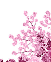 White apple flowers branch isolated on white background