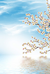 Flowering branch of apricot