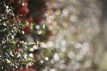 Natural Christmas background with leaves and lights