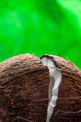 Hardly chopped coconut: coconut halves on green background